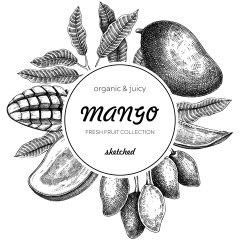  Tropical fruit banner. Summer background. Mango sketch, hand-drawn vector illustration. Juice packaging, invitation card template, print design. NOT AI generated